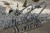 cross-3 bar inox.JPG