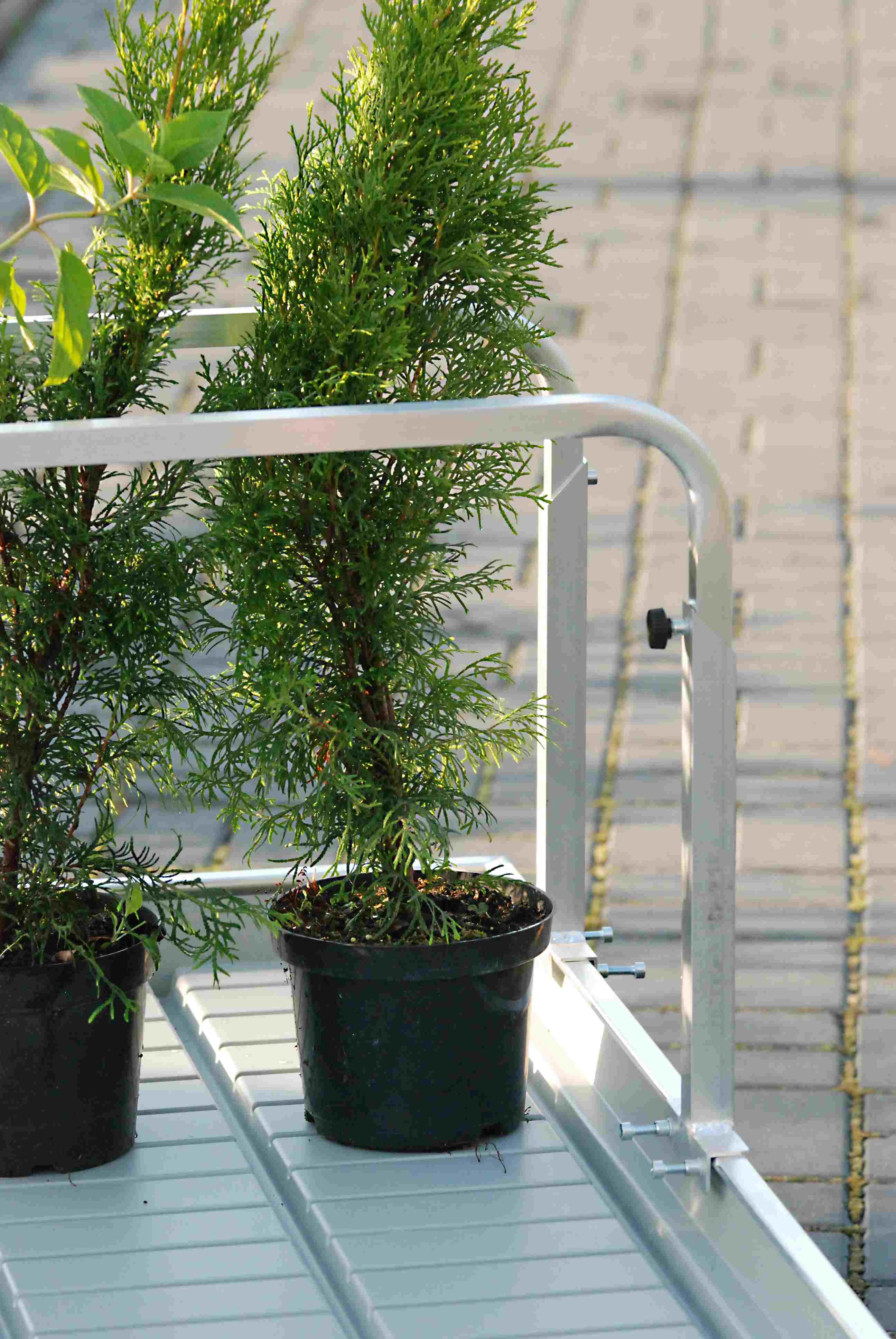 Separator do stabilizacji wysokich roślin na stole zalewowym